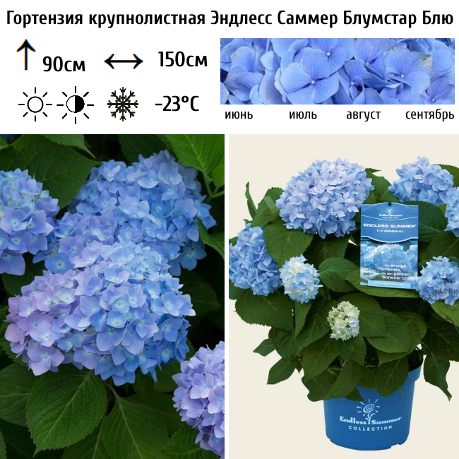 Гортензия крупнолистная "Эндлесс Саммер Блумстар Блю"