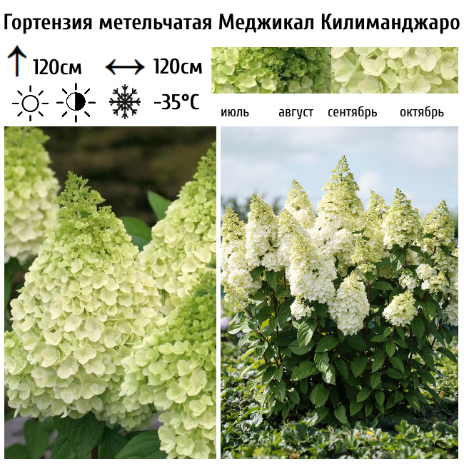 Гортензия метельчатая "Меджикал Килиманджаро"