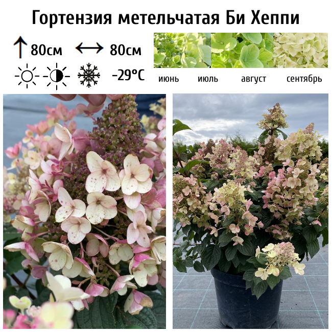 Гортензия метельчатая "Би Хеппи"