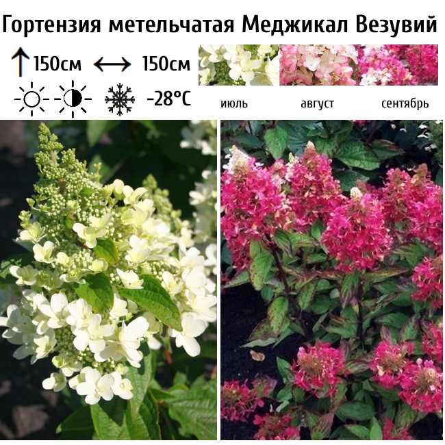 Гортензия метельчатая "Меджикал Везувий"