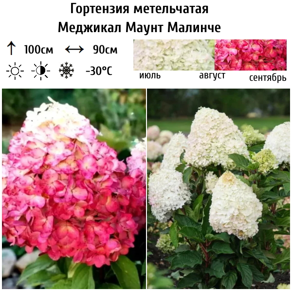 Гортензия метельчатая "Меджикал Маунт Малинче"