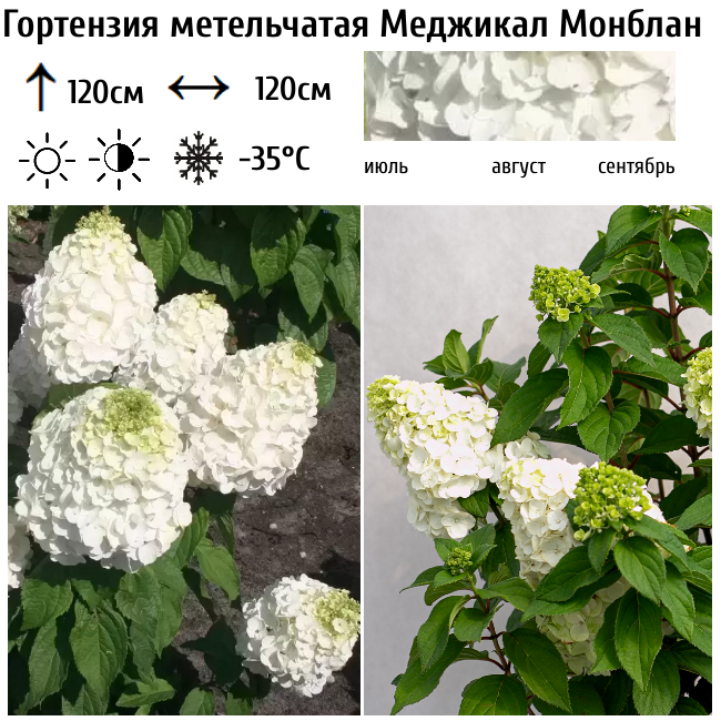 Гортензия метельчатая "Меджикал Монблан"