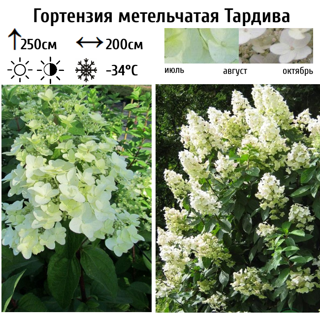 Гортензия метельчатая "Тардива"