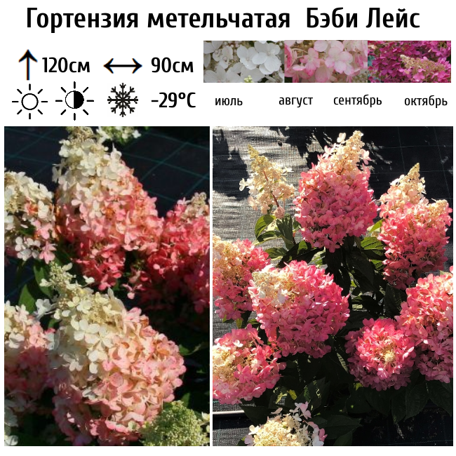Гортензия метельчатая "Бэби Лейс"