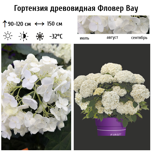 Гортензия древовидная "Фловер Вау"