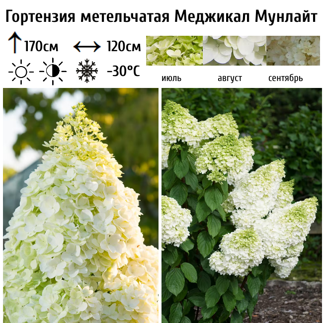 Гортензия метельчатая "Меджикал Мунлайт"