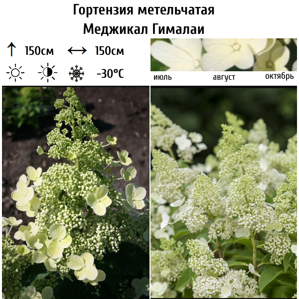 Гортензия метельчатая "Меджикал Гималаи"