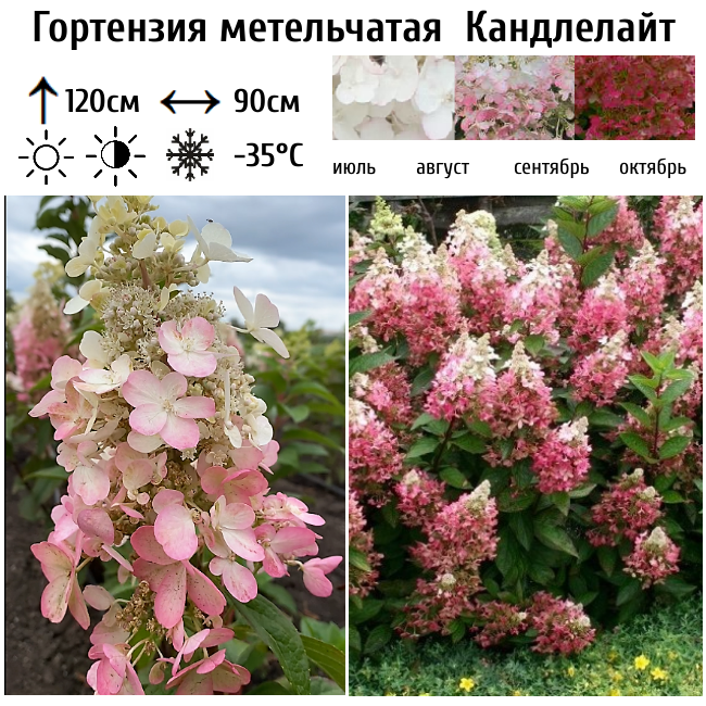 Гортензия метельчатая "Канделайт"
