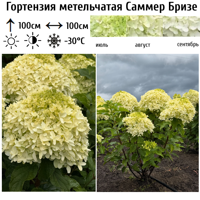 Гортензия метельчатая "Саммер Бризе"