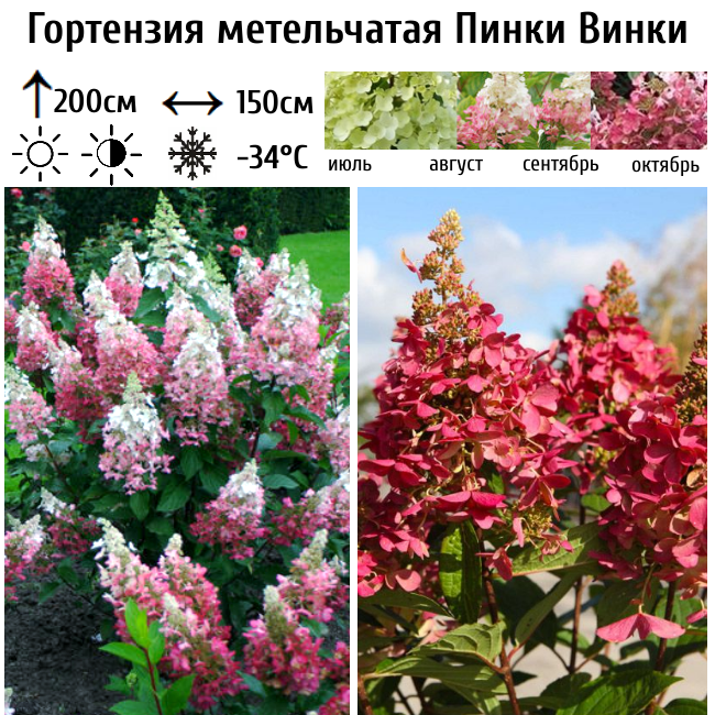 Гортензия метельчатая "Пинки Винки"