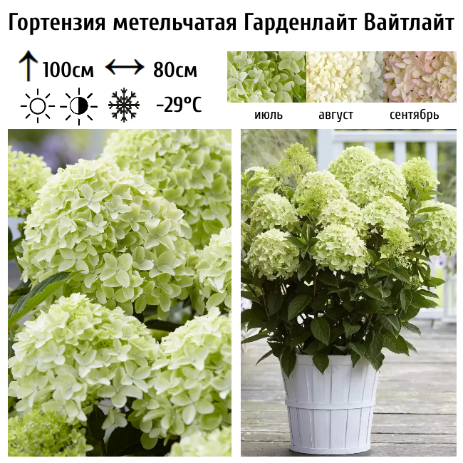 Гортензия метельчатая "Гарденлайт Вайтлайт"