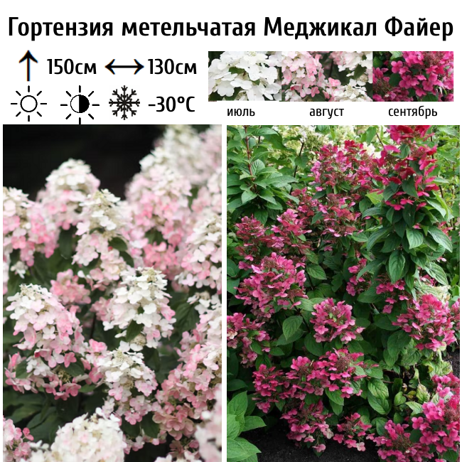 Гортензия метельчатая "Меджикал Файер"
