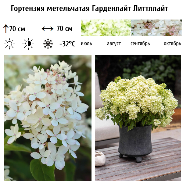 Гортензия метельчатая "Гарденлайт Литтллайт"