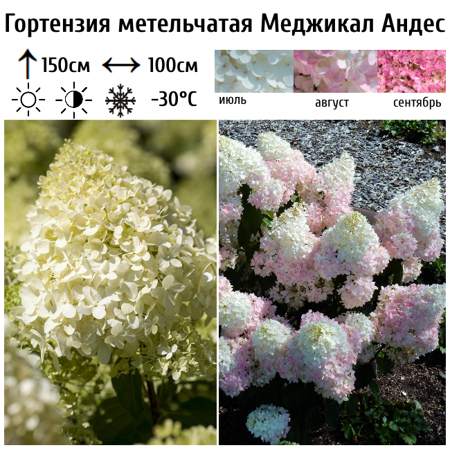 Гортензия метельчатая "Меджикал Андес"