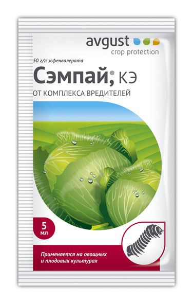 Сэмпай
