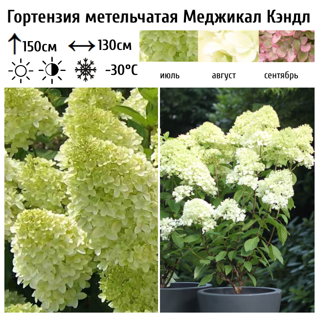 Гортензия метельчатая "Меджикал Кендл"