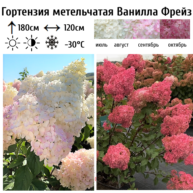 Гортензия метельчатая "Ванилла Фрейз"