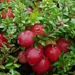 Клюква обыкновенная