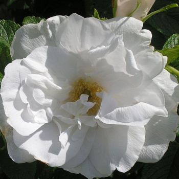 Роза Ругоза "Blanc Double de Courbert" 