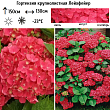 Гортензия крупнолистная 