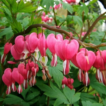 Дицентра великолепная 