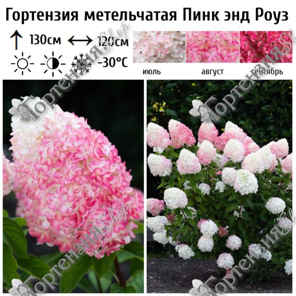 Гортензия метельчатая Пинк энд Роуз (Pink and Rose)