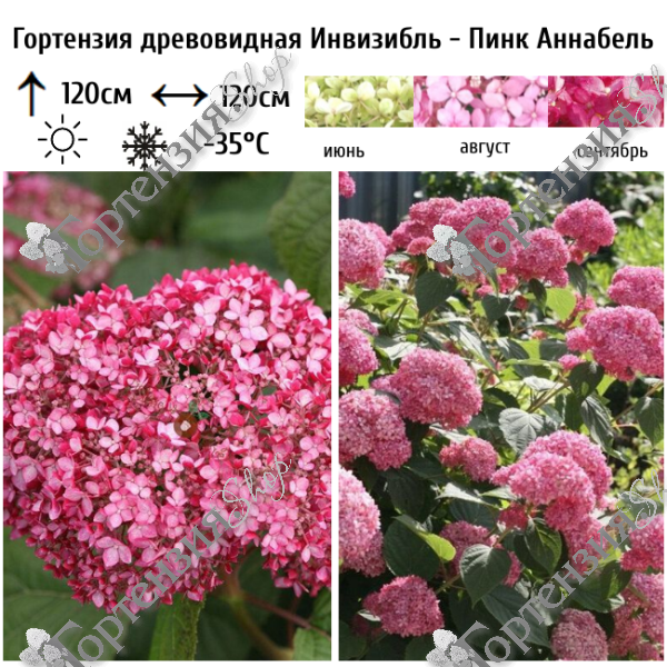 Гортензия древовидная "Пинк Аннабель"