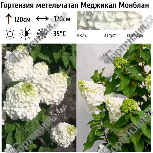 Гортензия метельчатая Мэджикал Монблан