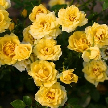 Роза миниатюрная "Yellow Fairy" 