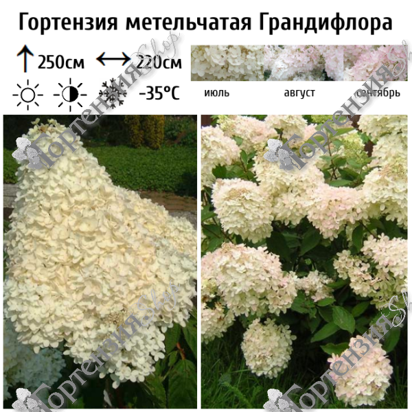 Гортензия метельчатая Грандифлора