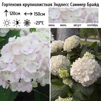 Гортензия крупнолистная "Эндлесс Саммер Брайд" 