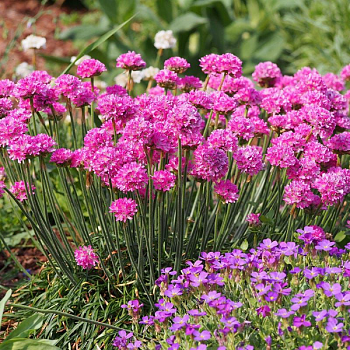 Армерия приморская "Спленденс" 