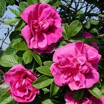 Роза Ругоза "Hansa" 