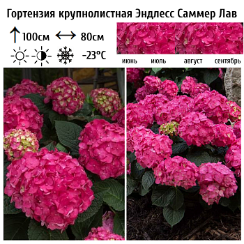 Гортензия крупнолистная "Эндлесс Саммер Саммер Лав" 