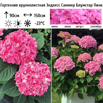 Гортензия крупнолистная "Эндлесс Саммер Блумстар Пинк" 