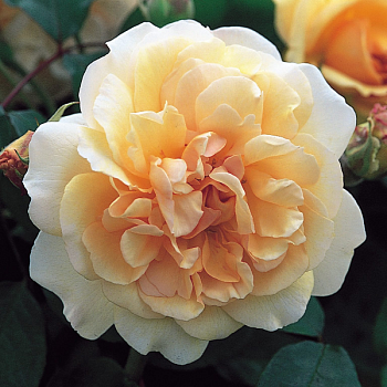 Роза плетистая "Buff Beauty" 