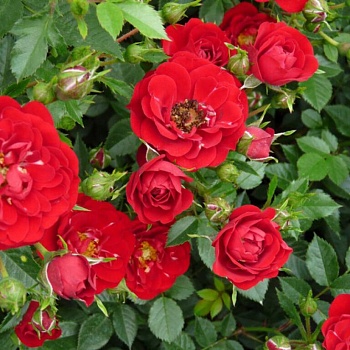 Роза миниатюрная "Red Fairy" 