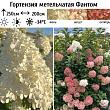 Гортензия метельчатая 