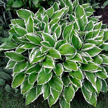 Хоста волнистая "Альбомаргината" 