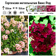 Гортензия метельчатая 