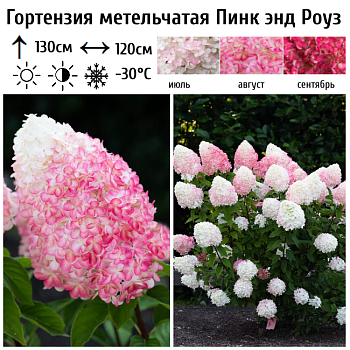 Гортензия метельчатая Пинк энд Роуз (Pink and Rose) 