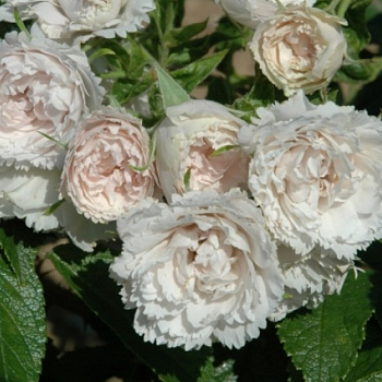 Роза Ругоза "White Grootendorst" 