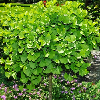 Гинкго билоба "Марикен" 