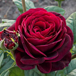 Роза чайно-гибридная 