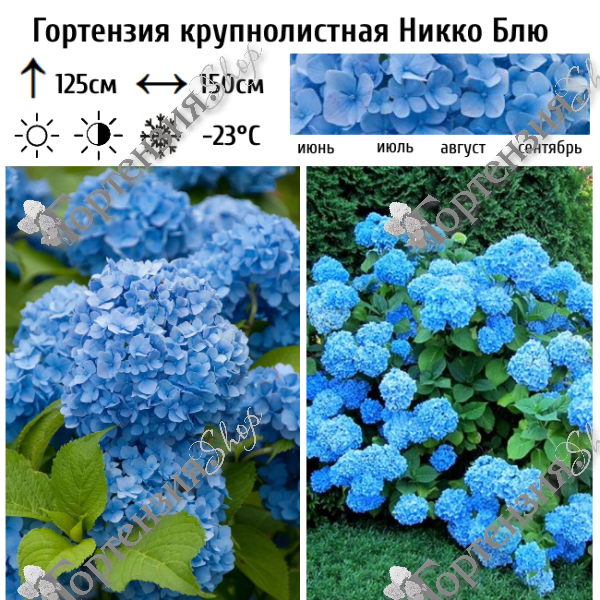 Гортензия крупнолистная Никко Блю